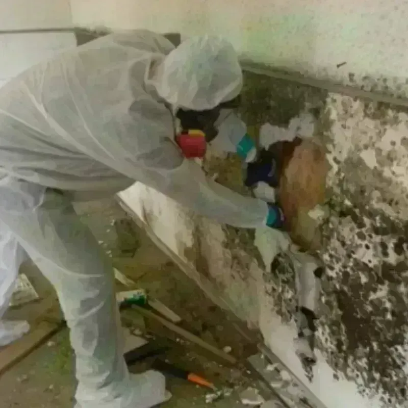 Mold Remediation and Removal in Noble County, IN